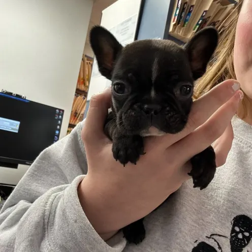 Black Puppy Being Held at Ferry Farm Animal Clinic